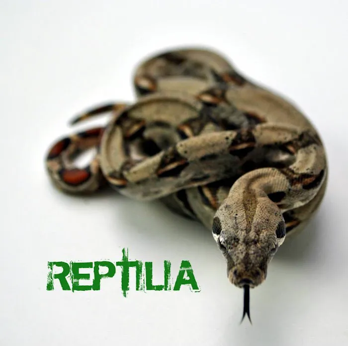 Reptilia Picture 2