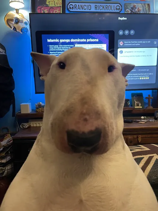 Primitive pets Picture 2