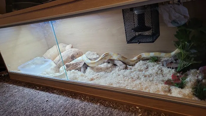 Primitive pets Picture 1