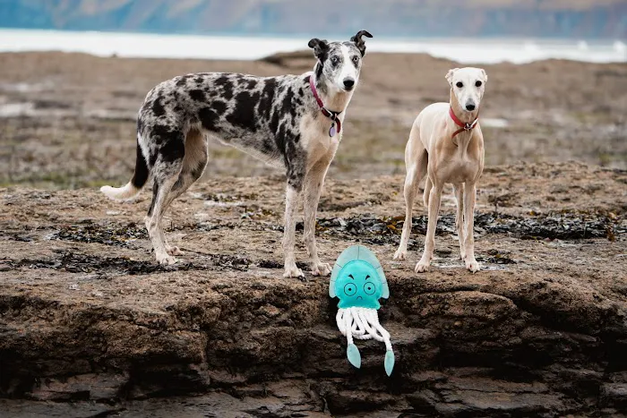 Aurora Paws Picture 10