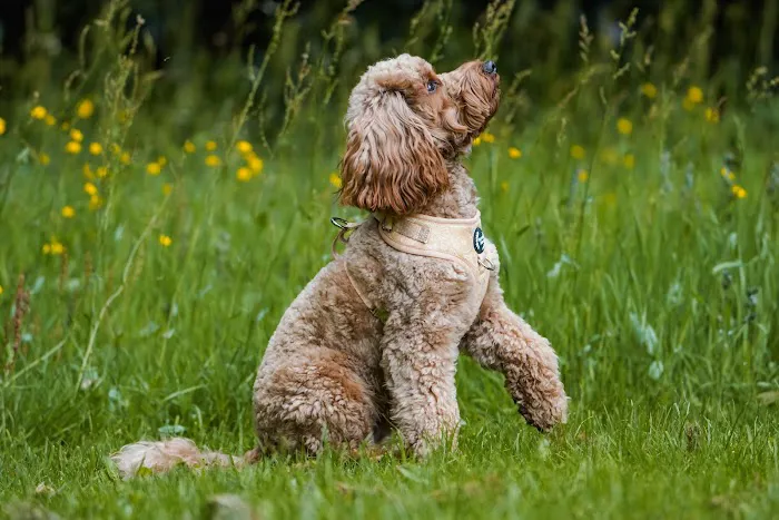 Aurora Paws Picture 6