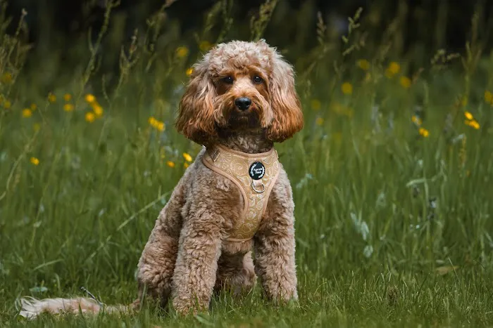 Aurora Paws Picture 4