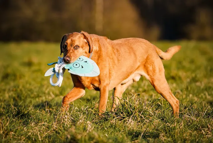 Aurora Paws Picture 5