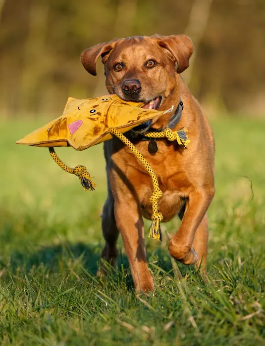 Aurora Paws Picture 2