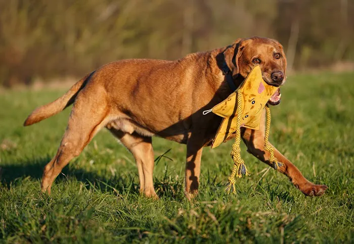 Aurora Paws Picture 7