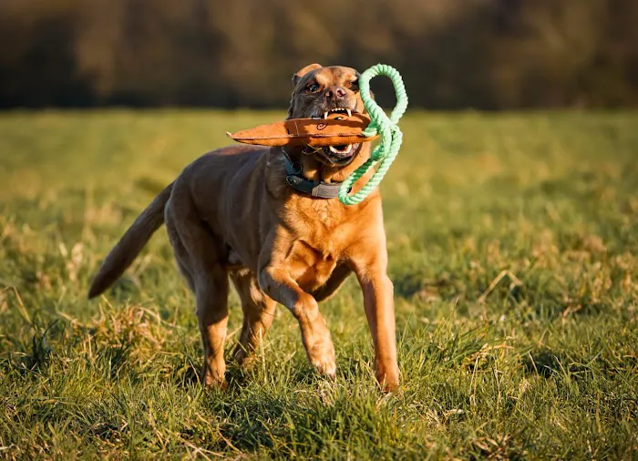 Aurora Paws Picture 3