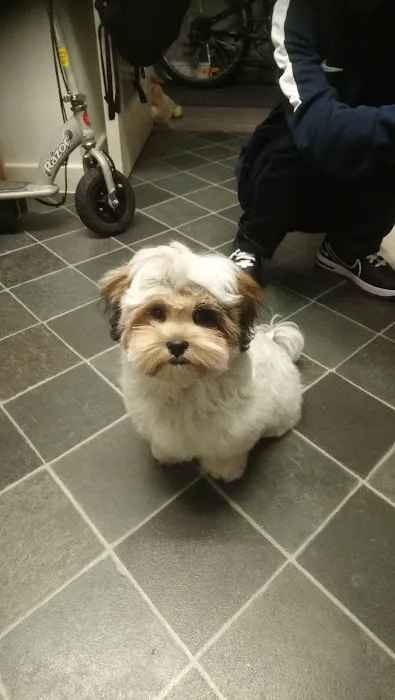 Vets for Pets - Sheffield Wadsley Bridge Picture 5