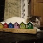 Vets for Pets - Sheffield Wadsley Bridge