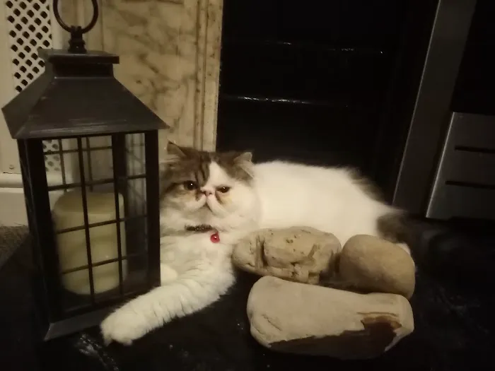 Vets for Pets - Sheffield Wadsley Bridge Picture 4