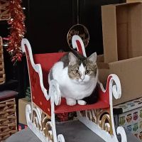 Beech House Veterinary Clinic Ltd ico