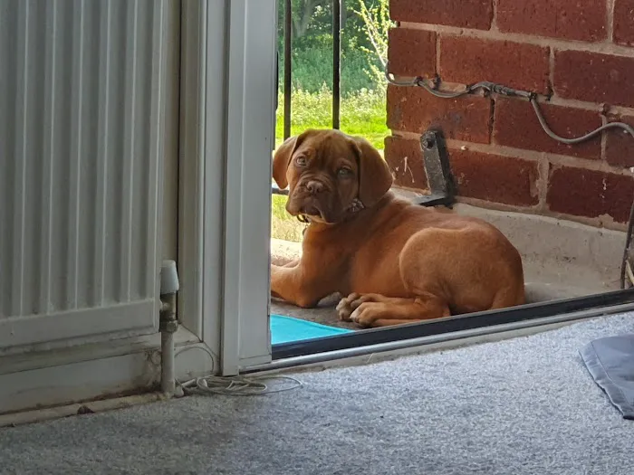 Beech House Veterinary Clinic Ltd Picture 6
