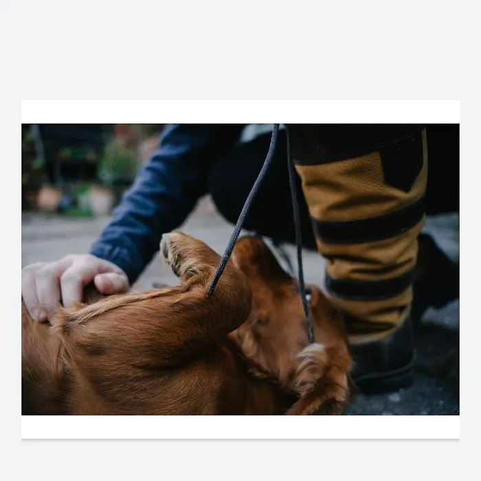Beth Absolon Mctimoney Animal Chiropractor Picture 2