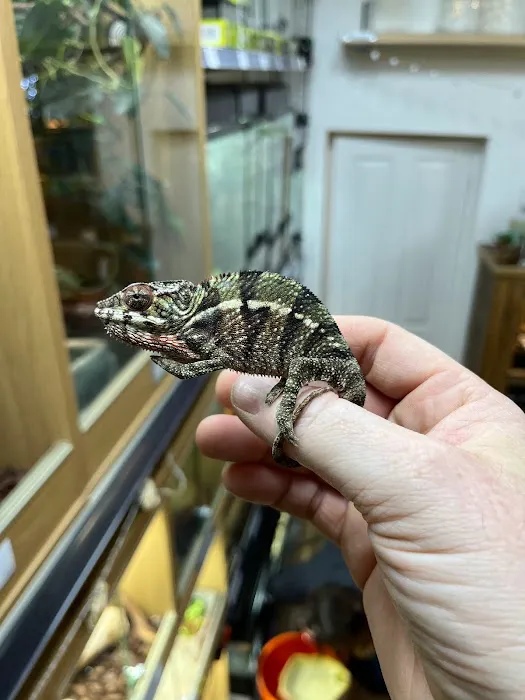 Riverview Reptiles Picture 6