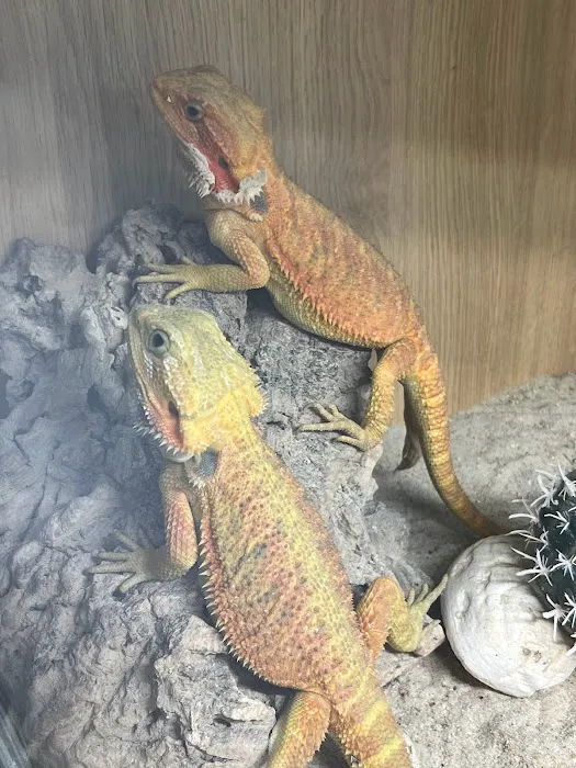 Riverview Reptiles Picture 9