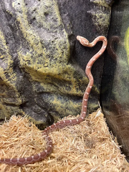 Riverview Reptiles Picture 2