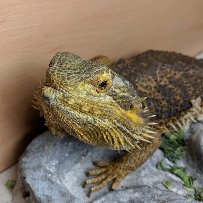 Riverview Reptiles Picture 10