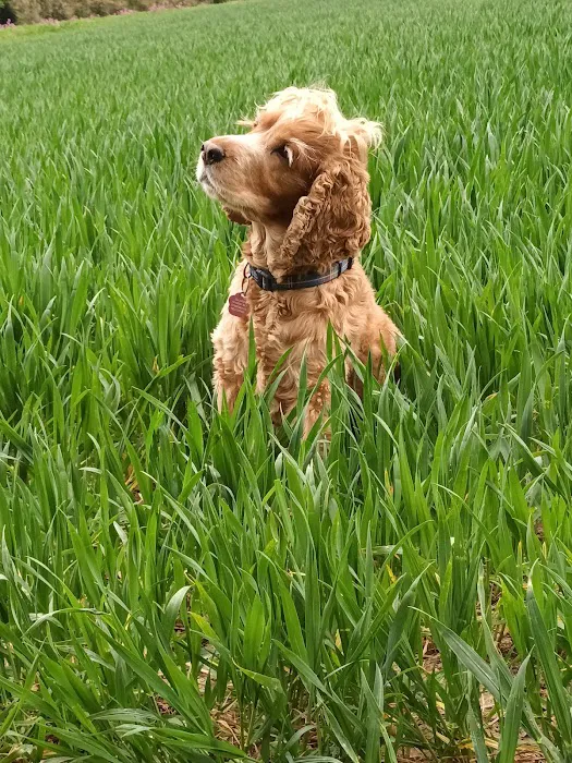 Kirks Vets Picture 1