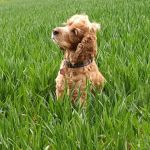 Kirks Vets