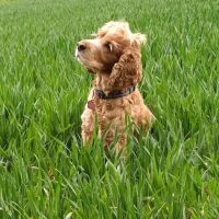 Kirks Vets ico