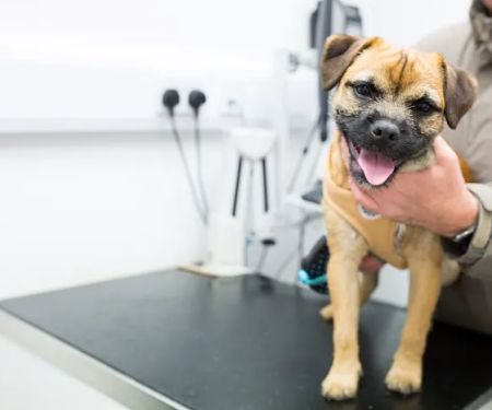 Avenue Veterinary Centre
