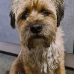 Belvoir Vets