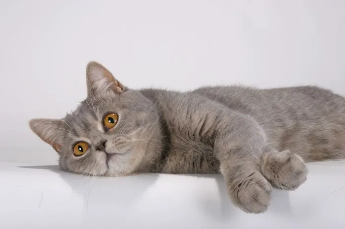 Brayside Cattery Picture 2