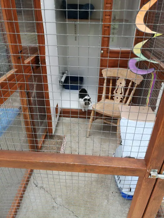 Brayside Cattery Picture 1