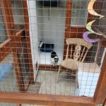 Brayside Cattery