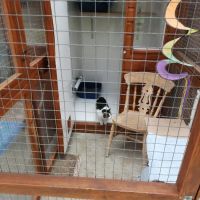 Brayside Cattery ico