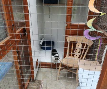 Brayside Cattery