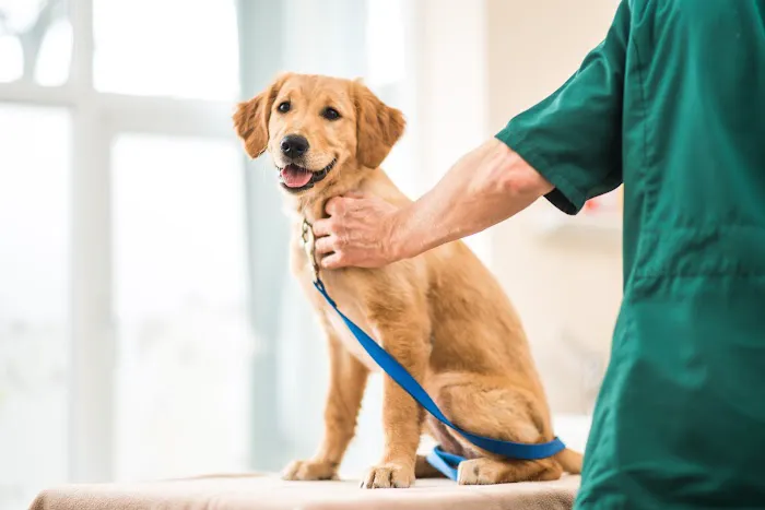 Avenue Veterinary Centre Picture 10
