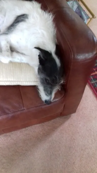 Oakdale Veterinary Surgery Picture 2