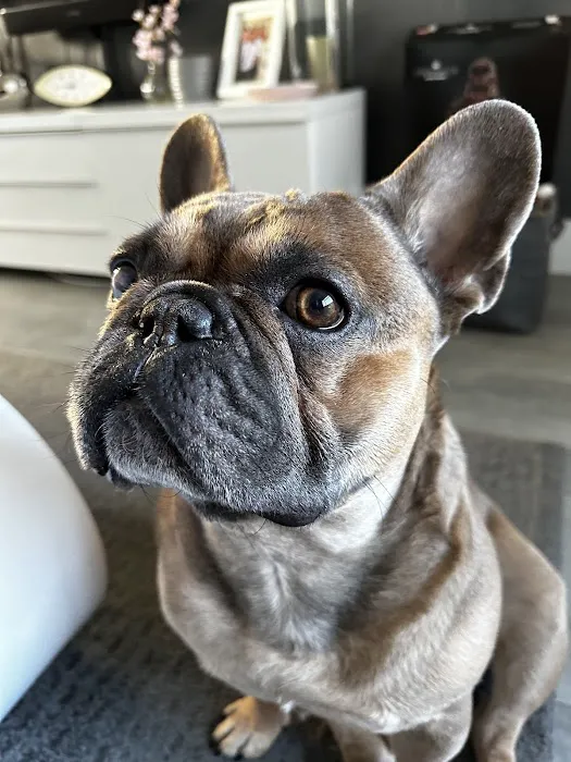 Vet Eye Care: Vet Eye Specialists | Yaxley | Peterborough Picture 8