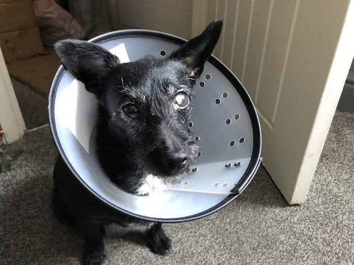 Vet Eye Care: Vet Eye Specialists | Yaxley | Peterborough Picture 3