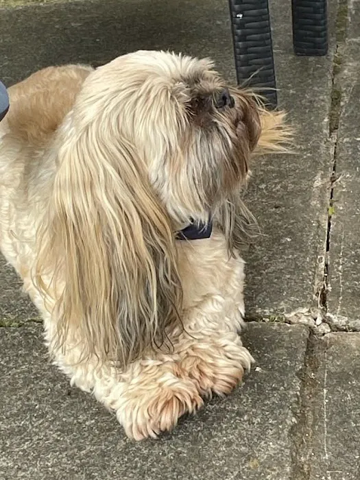 Vet Eye Care: Vet Eye Specialists | Yaxley | Peterborough Picture 4