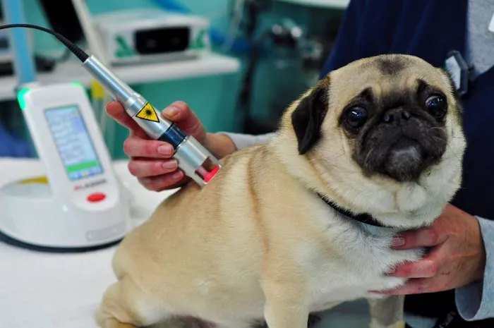 Cambridgeshire Canine Rehabilitation Picture 7