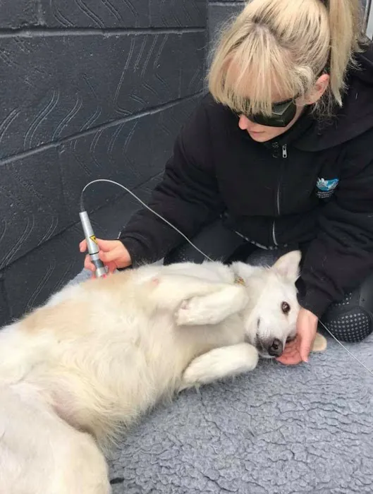 Cambridgeshire Canine Rehabilitation Picture 4