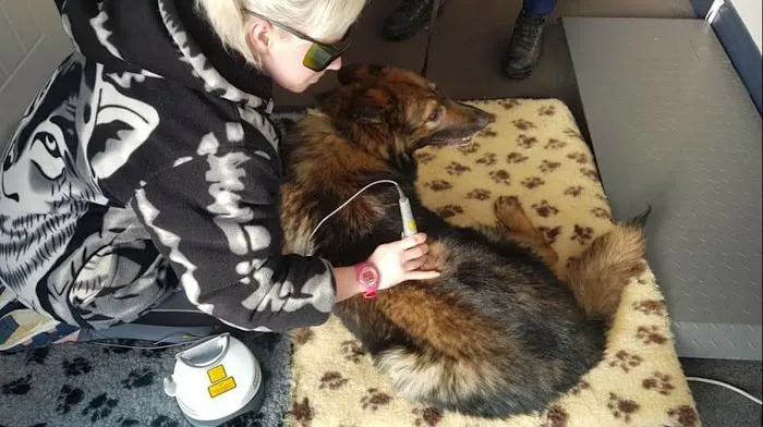 Cambridgeshire Canine Rehabilitation Picture 1