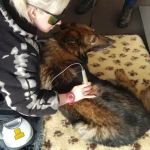 Cambridgeshire Canine Rehabilitation