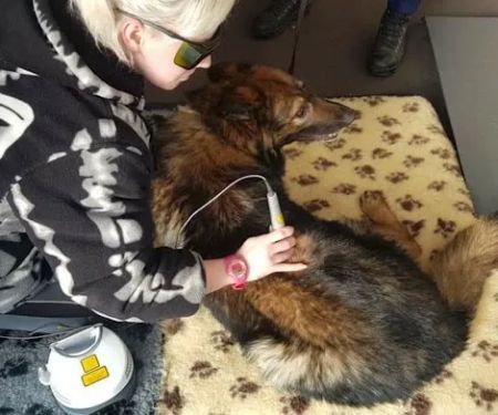 Cambridgeshire Canine Rehabilitation