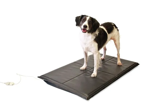 Cambridgeshire Canine Rehabilitation Picture 3