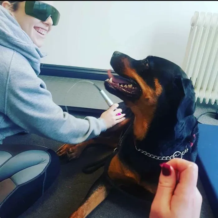 Cambridgeshire Canine Rehabilitation Picture 8