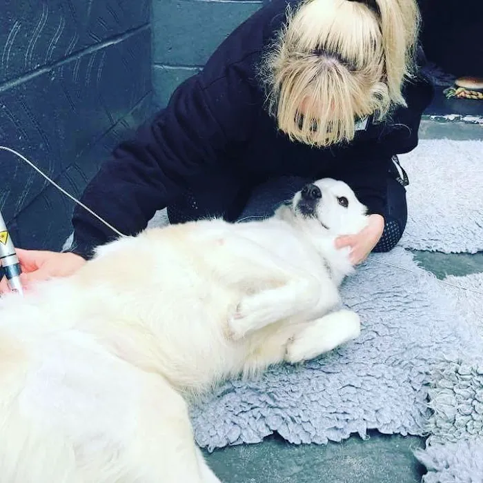 Cambridgeshire Canine Rehabilitation Picture 10