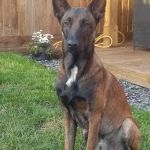 Medivet Peterborough Whittlesey