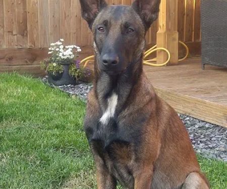 Medivet Peterborough Whittlesey