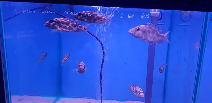 Clearwater Aquatics Picture 4