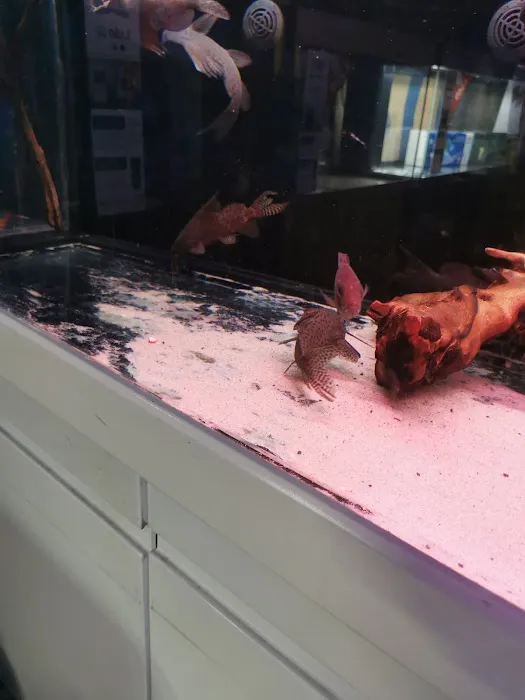 Clearwater Aquatics Picture 8