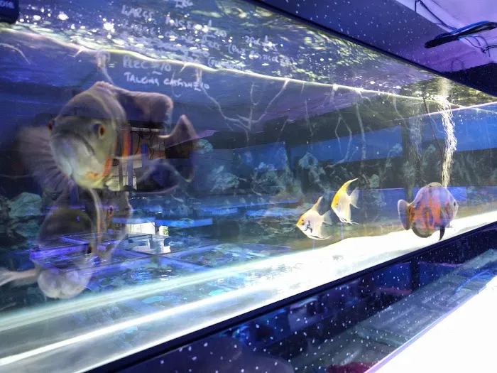 Clearwater Aquatics Picture 10