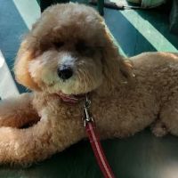 Holme Veterinary Centre ico