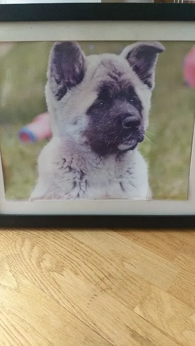 Holme Veterinary Centre Picture 6